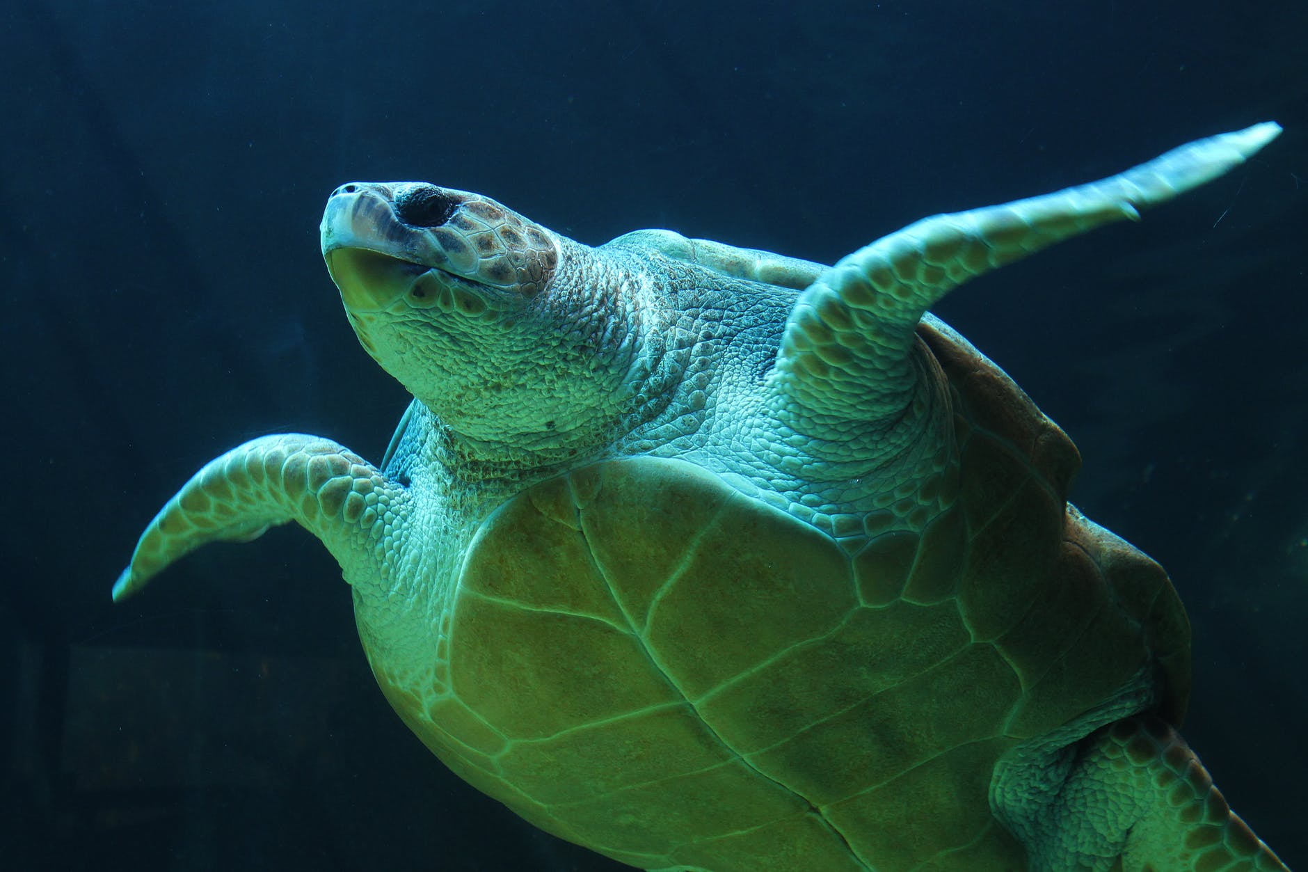 underwater sea turtle turtle sea life